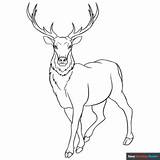 Elk Coloring Page  Easy Drawing Guides sketch template