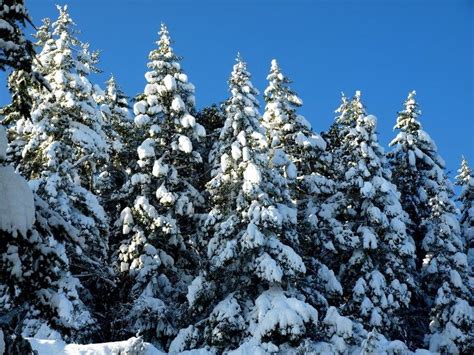 Stock image of 'Evergreen trees covered in snow' Snow Covered Trees ...