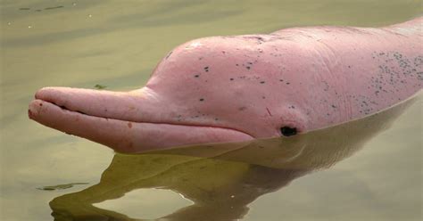 Delfines rosados del Amazonas: una de las especies más amenazadas | Bioguia