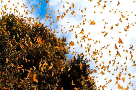 Spy Hummingbird Films Monarch Butterfly Swarm in Mexico – Nature's Gateway