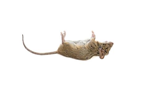 100+ Mice In The House Stock Photos, Pictures & Royalty-Free Images - iStock