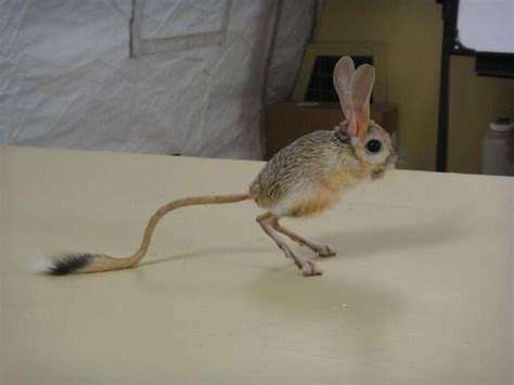 Jerboa - Alchetron, The Free Social Encyclopedia