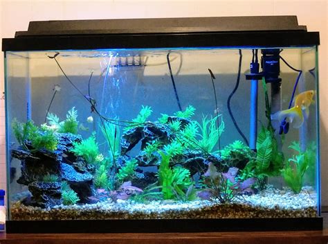 Guppy Fish Tank ( Best Information & Guide )