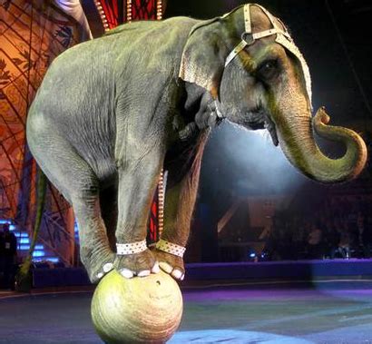 Wild animals do not belong in a circus – FVE – Federation of ...