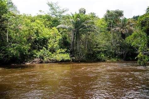 Premium Photo | A calm river in the deep forest