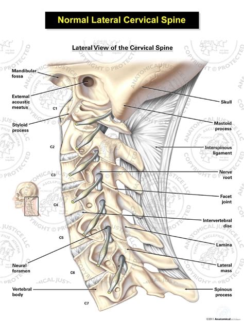 Transverse Cervical Ligament Cadaver