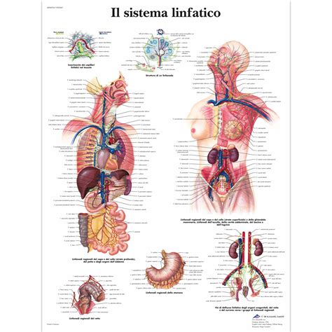 Il sistema linfatico - 4006935 - VR4392UU - Système lymphatique - 3B Scientific