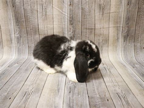 Mini Lop Small Animal ID:27832 Located at Petland Racine, Wisconsin