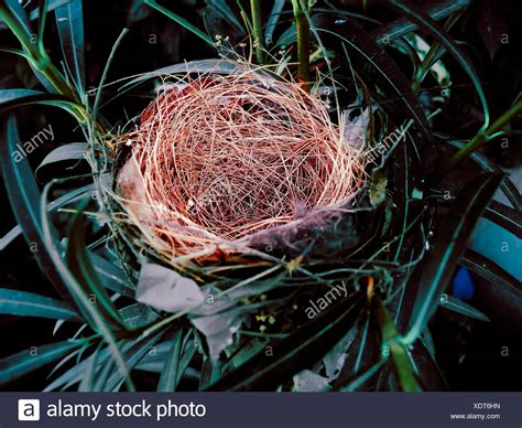 Nest Of Bulbul Bird High Resolution Stock Photography and Images - Alamy