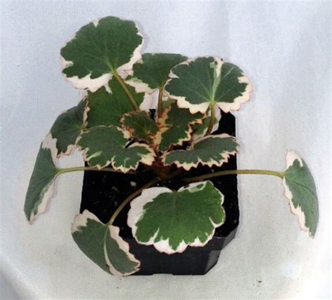 Variegated Strawberry Begonia Plant 4 Pot by HirtsGardens