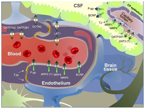 In vitro Blood Brain Barrier permeability assays - ReadyCell