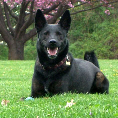 Dutch shepherd is beautiful! | Dutch shepherd dog, Police dog breeds, Dog breeds