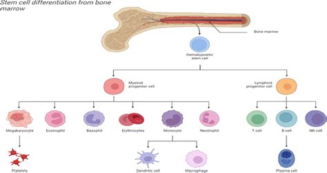 Multi-lineage differentiation of bone marrow hematopoietic stem cells ...