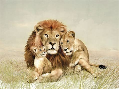 Lion Family Wallpapers - Wallpaper Cave