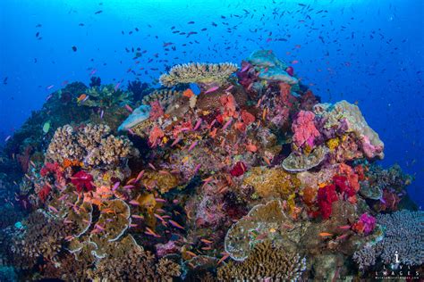 Taveuni underwater coral reef. Fiji