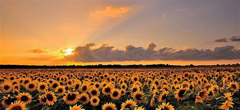 Aesthetic Yellow Landscape : Sunflower Field | Growrishub