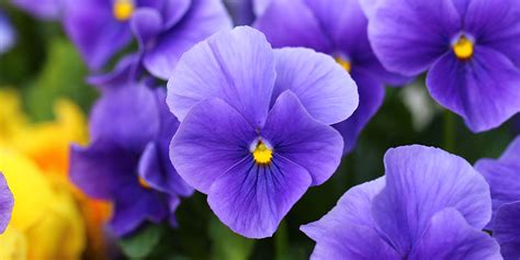 How To Grow Violas | Best Viola Varieties - Which?