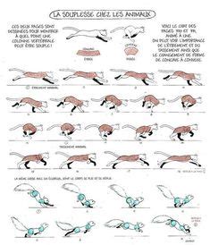 13 Animal run cycle ideas | run cycle, animation reference, animation