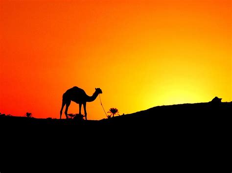 Camel Wallpapers - Wallpaper Cave