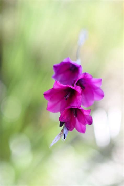 Dierama Pulcherrimum. Perennials for Sale. Letsgoplanting.co.uk