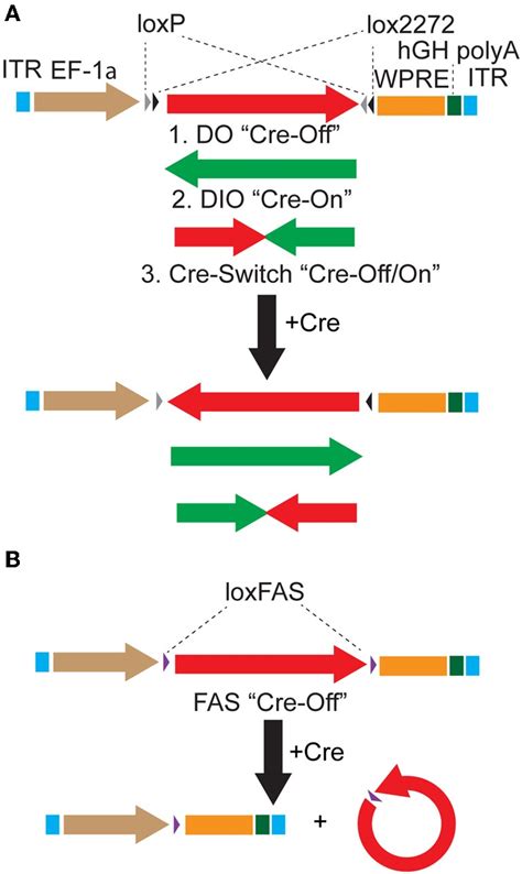 Strategies to achieve Cre-dependent rAAV transgene expression. (A ...