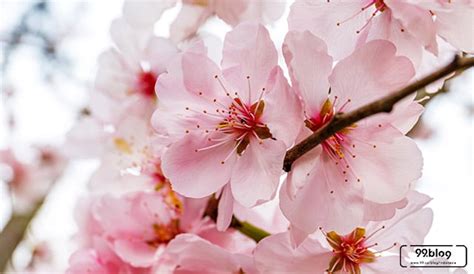 Gambar Bunga Sakura Asli – pulp