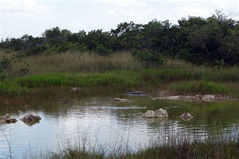 Visiting the Alligators at Everglades National Park - Chase the Horizon ...