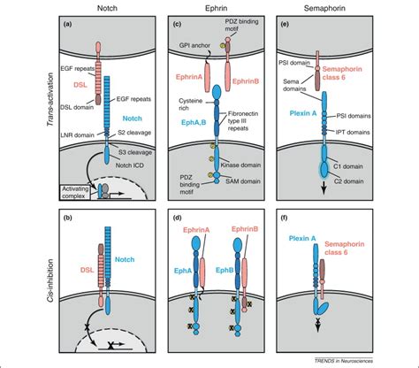 The cis side of juxtacrine signaling: a new role in the development of the nervous system ...