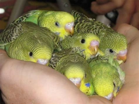 They're cuddly | Pet birds, Baby parakeets, Best pet birds