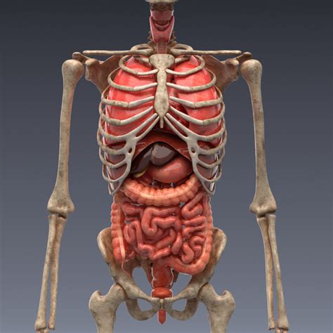 3D-Modell Menschliche Anatomie: animiertes Skelett und innere Organe, realistische Vray ...