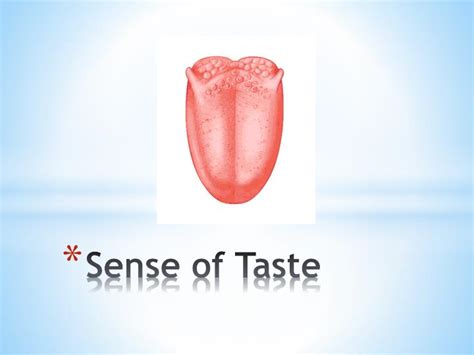 PPT - Sense of Taste PowerPoint Presentation, free download - ID:2132761