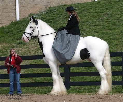 Woman riding a huge horse Big Horses, Work Horses, Pretty Horses, Show ...