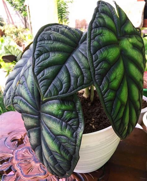 Alocasia Dragon Scale - Aroid Nursery