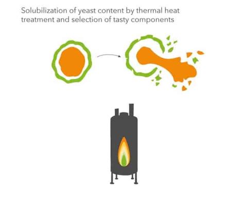 How is yeast extract made? Process production - Biospringer