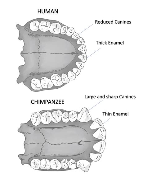 Frugivore Teeth: What Chimpanzees Reveal About the Natural Human Diet ...