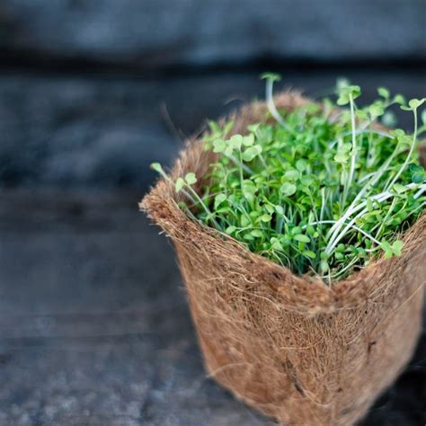 How to grow vegetables in pots