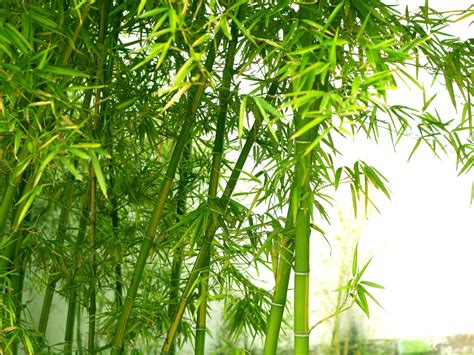 Bamboo Wallpaper HD - WallpaperSafari