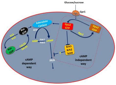 IJMS | Free Full-Text | Carbon Catabolite Repression in Filamentous ...