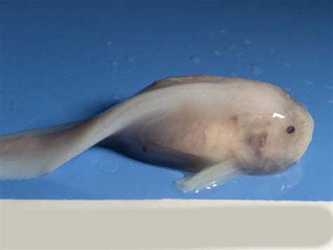 Deep sea snailfish has soft bones and open skull to cope with crushing pressure, study finds ...