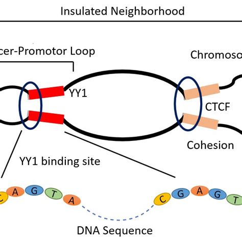 The generic phenomenon of chromatin loop formation due to the... | Download Scientific Diagram