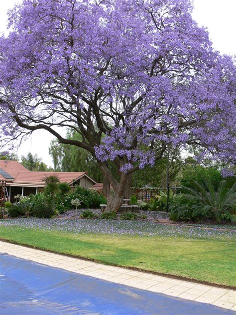 Jacaranda Tree - love these. California Landscaping, Florida ...