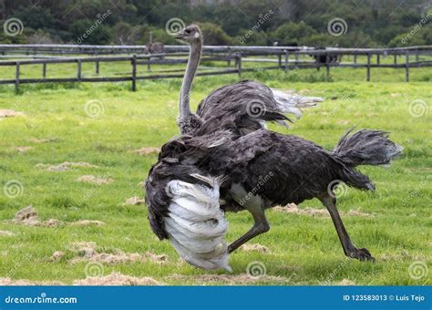 An Ostrich Running in an Ostrich Farm Photographed in South Africa Stock Image - Image of ...