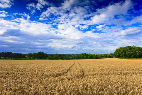 Wheat field Free Photo Download | FreeImages