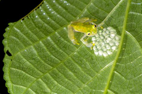 Glass frog | Habitat, Size, & Facts | Britannica