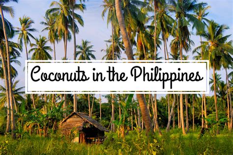 Coconut Plantation In The Philippines