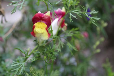 Buy Snapdragon/Antirrhinum Mix Seeds - BloomyBliss