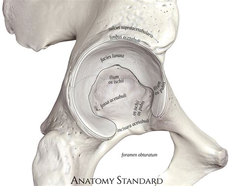 Hip bone (Os Coxae)