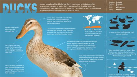 Duck Anatomy Facts Diagrams Of Ducks Anatomy | The Best Porn Website