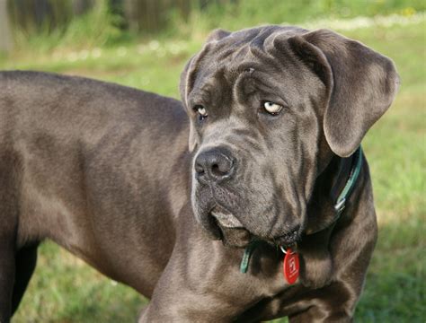 Neapolitan Mastiff Information - Dog Breeds at thepetowners