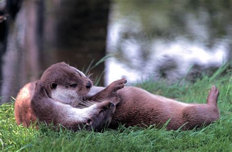 Otters Hugging Stock Photos, Pictures & Royalty-Free Images - iStock